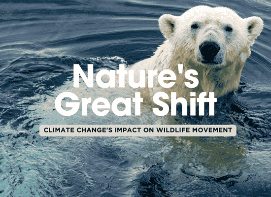 Climate Change and Wildlife Migration: Who’s Moving and Why? 🐾🌍