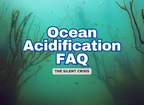 Ocean Acidification: The Silent Crisis – FAQ